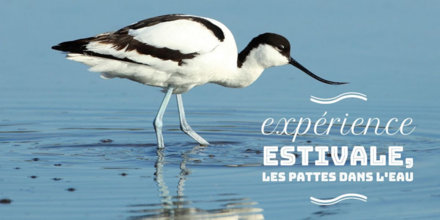 avocette